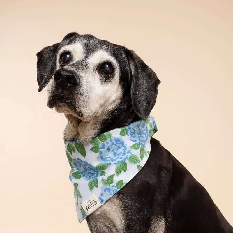 BANDANA POUR CHIEN - FLEURS BLEUES đȘ» "SCONSET" - Image 2