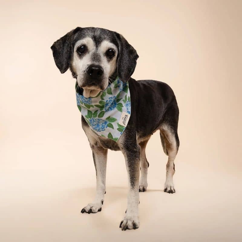 BANDANA POUR CHIEN - FLEURS BLEUES đȘ» "SCONSET" - Image 4