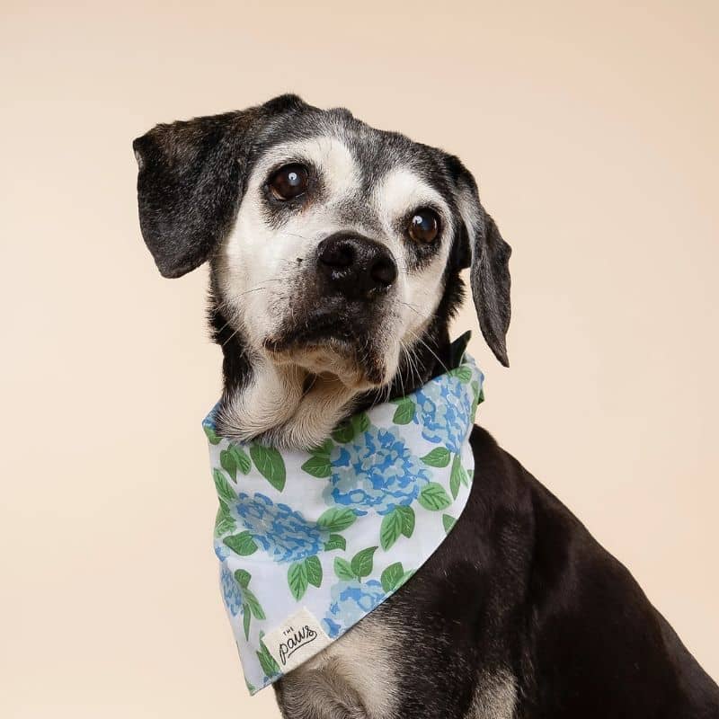 BANDANA POUR CHIEN - FLEURS BLEUES đȘ» "SCONSET" - Image 5