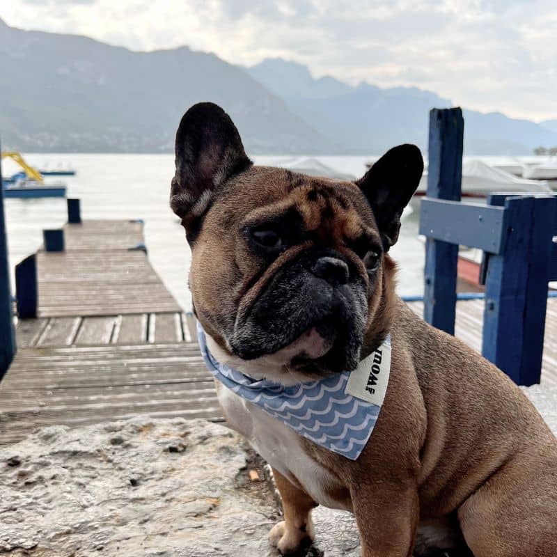 BANDANA RÉVERSIBLE POUR CHIEN - SOUVENIR D'ANNECY * LAC & MONTAGNE - Image 4