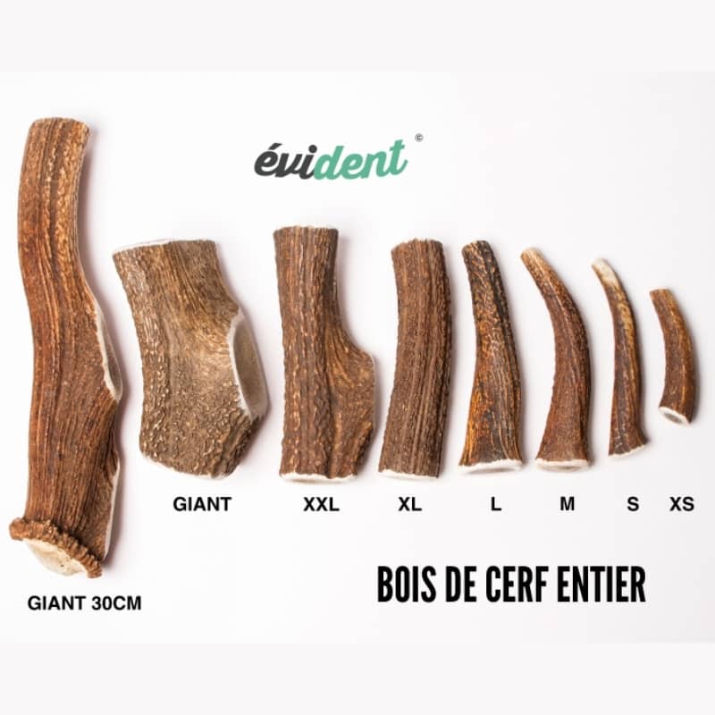 BOIS DE CERF À MÂCHER NATUREL POUR CHIEN - Image 3