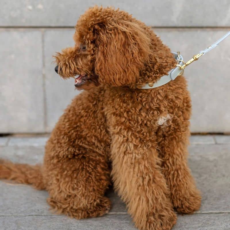 COLLIER EN CUIR POUR CHIEN - BLEU CIEL "NARA" AVEC CLOUS DORÉS ÉTOILE - Image 2