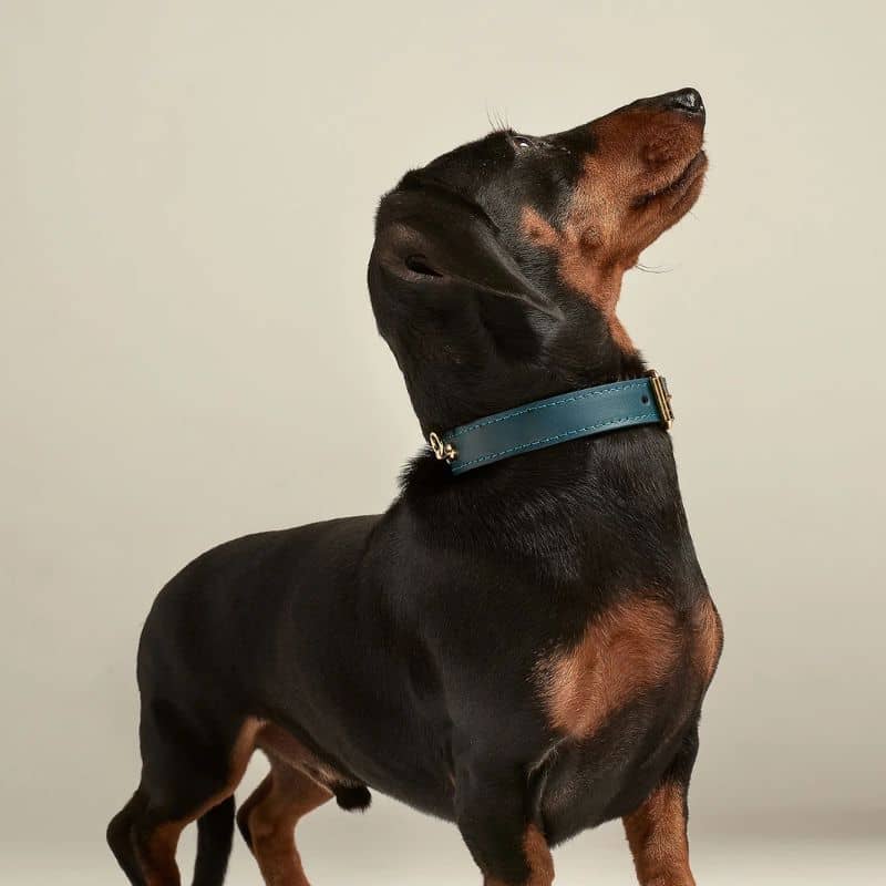 COLLIER EN CUIR POUR CHIEN - BLEU MARIN "NARA" - Image 2