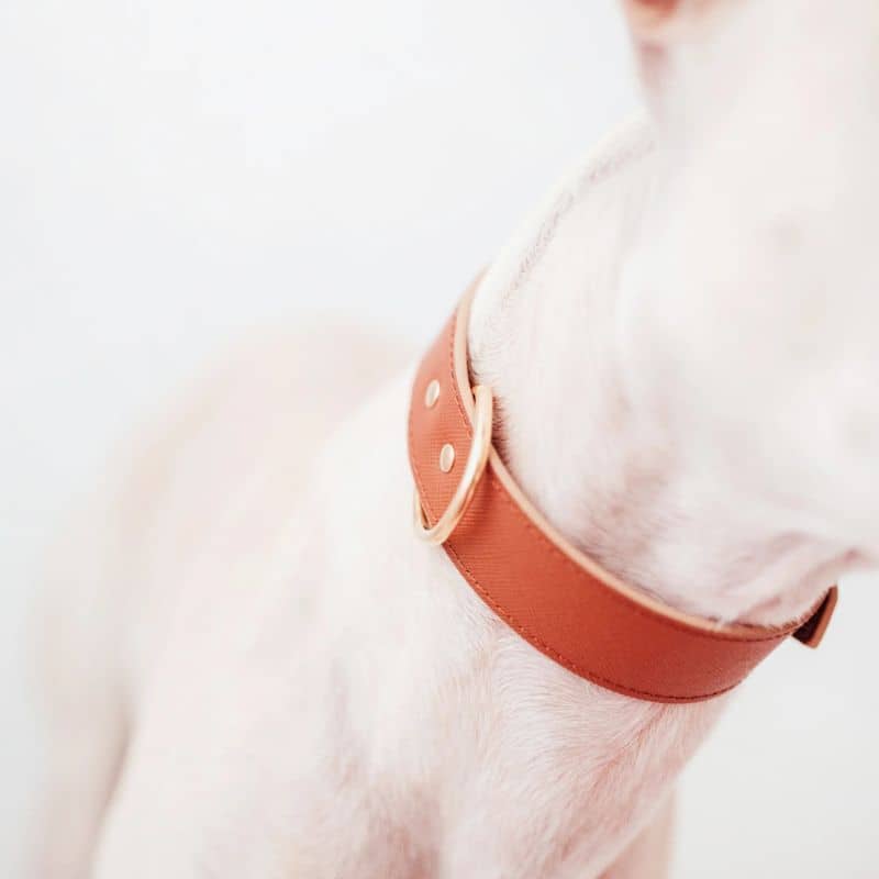 COLLIER EN CUIR POUR CHIEN - COGNAC - Image 5