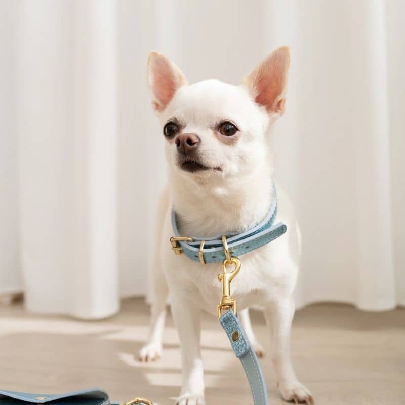 COLLIER EN CUIR POUR CHIEN - MÉTAL BLEU CIEL - Image 4