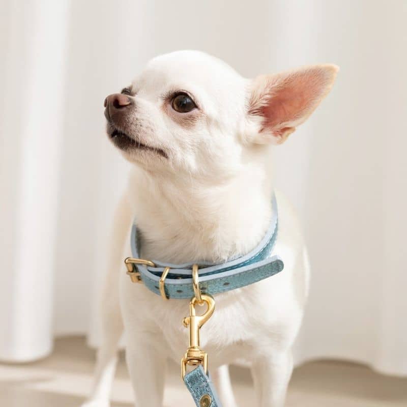 COLLIER EN CUIR POUR CHIEN - MÉTAL BLEU CIEL - Image 5