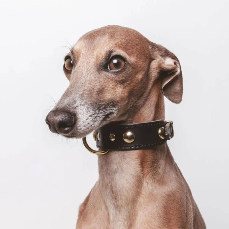 COLLIER EN CUIR POUR CHIEN - NOIR AVEC CLOUS RONDS DORÉS - Image 2