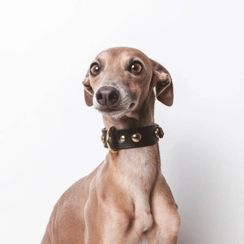 COLLIER EN CUIR POUR CHIEN - NOIR AVEC CLOUS RONDS DORÉS - Image 4