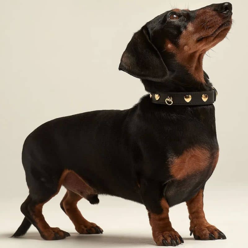 COLLIER EN CUIR POUR CHIEN - NOIR "NARA" AVEC CLOUS DORÉS COEUR - Image 2