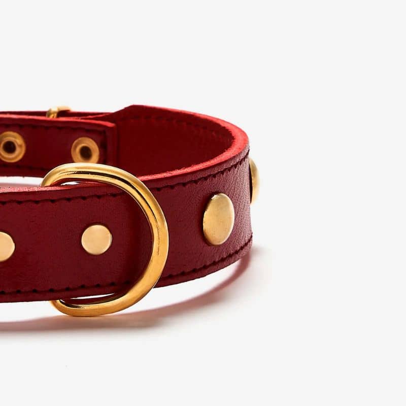 COLLIER EN CUIR POUR CHIEN - ROUGE AVEC CLOUS RONDS DORÉS - Image 3