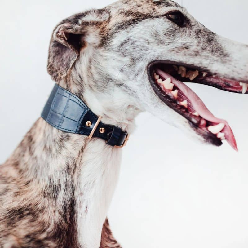COLLIER EN CUIR POUR LÉVRIER - CROCODILE BLEU MARINE - Image 2