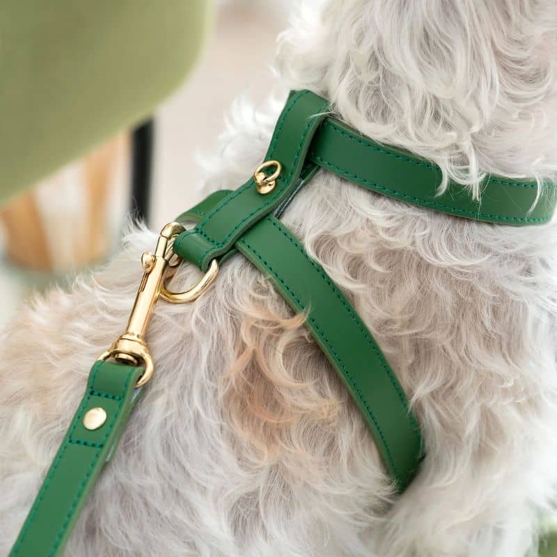 HARNAIS EN CUIR POUR CHIEN - VERT - Image 2