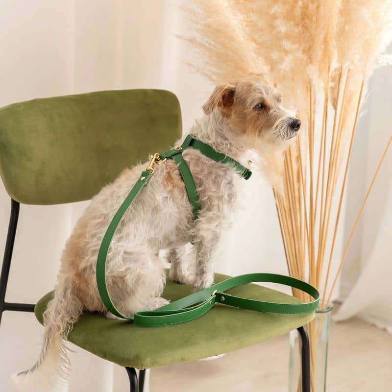 HARNAIS EN CUIR POUR CHIEN - VERT - Image 3