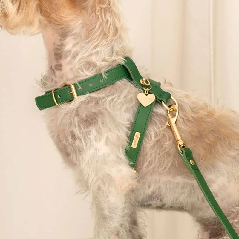 HARNAIS EN CUIR POUR CHIEN - VERT - Image 5