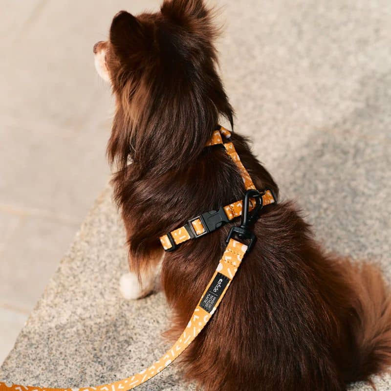 HARNAIS STRAP (EN Y) POUR CHIEN - MEMPHIS JAUNE MOUTARDE - Image 2