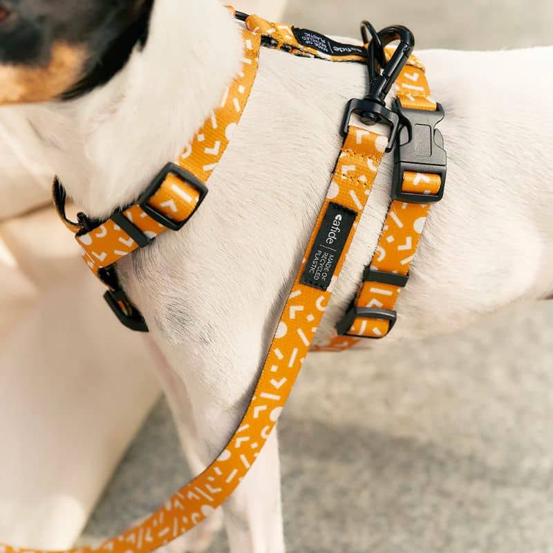 HARNAIS STRAP (EN Y) POUR CHIEN - MEMPHIS JAUNE MOUTARDE - Image 3