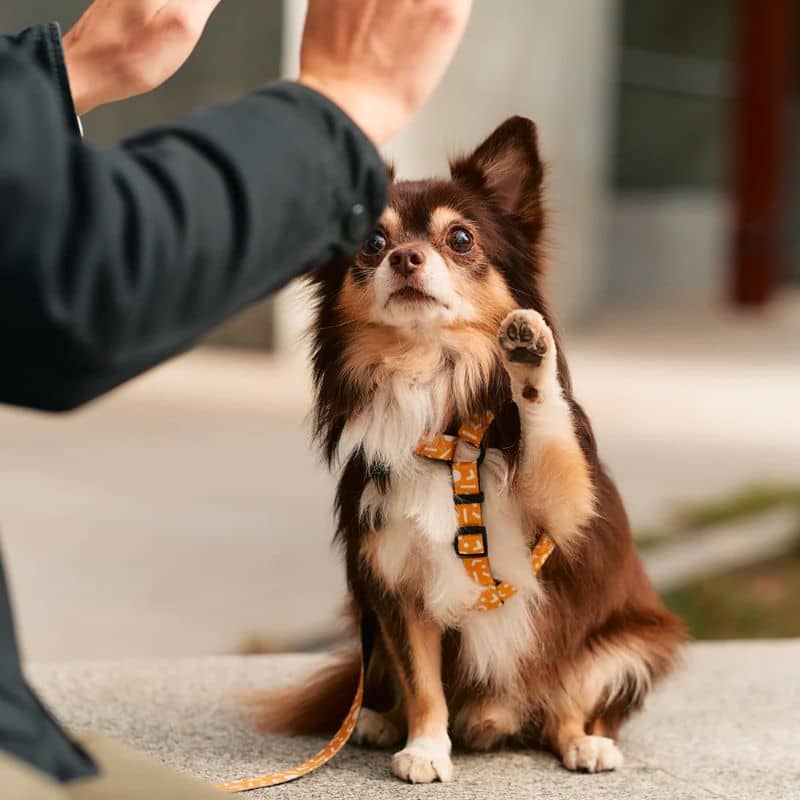 HARNAIS STRAP (EN Y) POUR CHIEN - MEMPHIS JAUNE MOUTARDE - Image 4