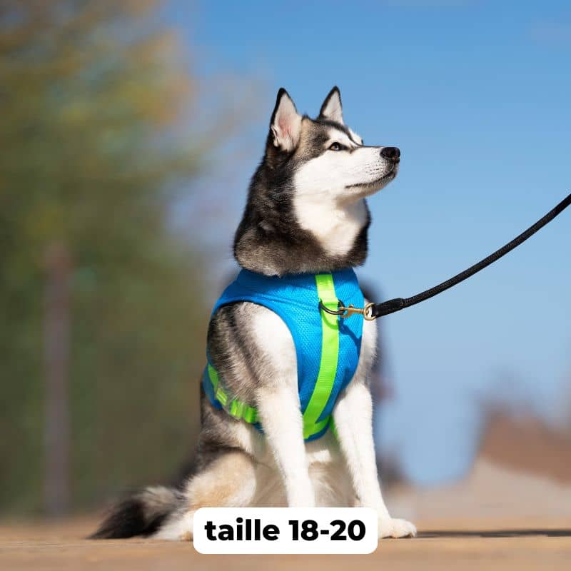 HARNAIS RAFRAÎCHISSANT POUR CHIEN - CHILL SEEKER BLEU - Image 4