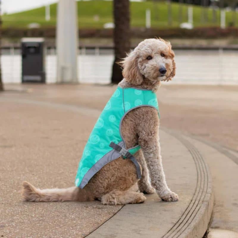 VESTE RAFRAÎCHISSANTE POUR CHIEN - CHILL SEEKER BLEU TURQUOISE - Image 2