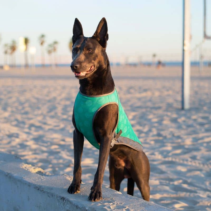 VESTE RAFRAÎCHISSANTE POUR CHIEN - CHILL SEEKER BLEU TURQUOISE - Image 3