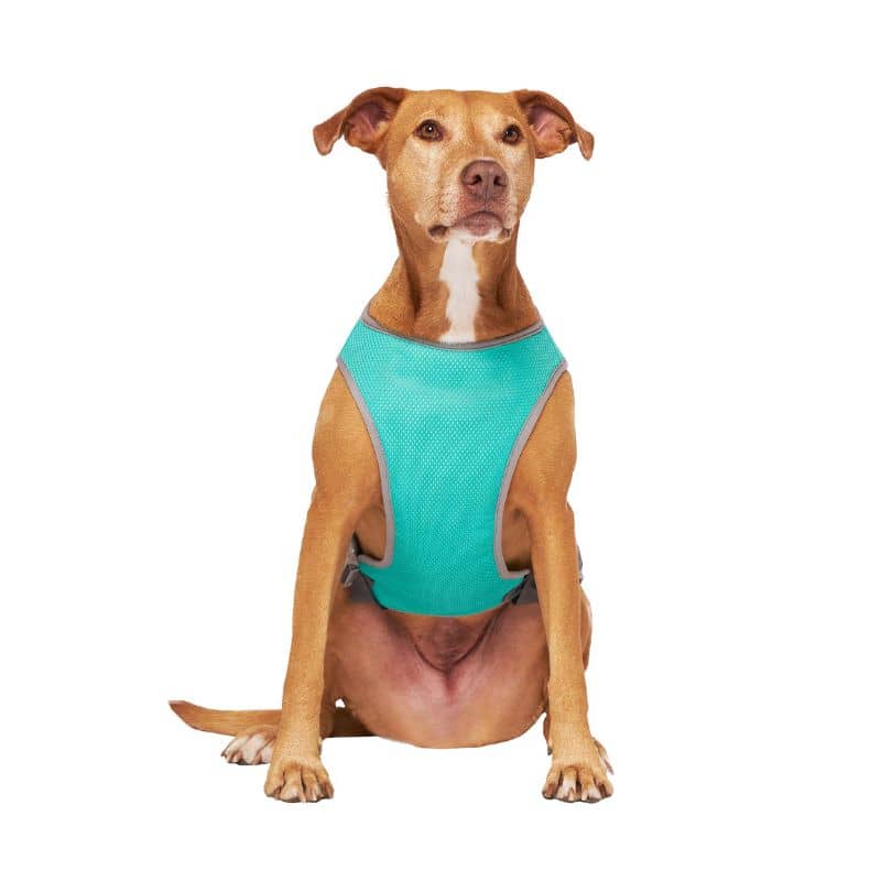 VESTE RAFRAÎCHISSANTE POUR CHIEN - CHILL SEEKER BLEU TURQUOISE - Image 5