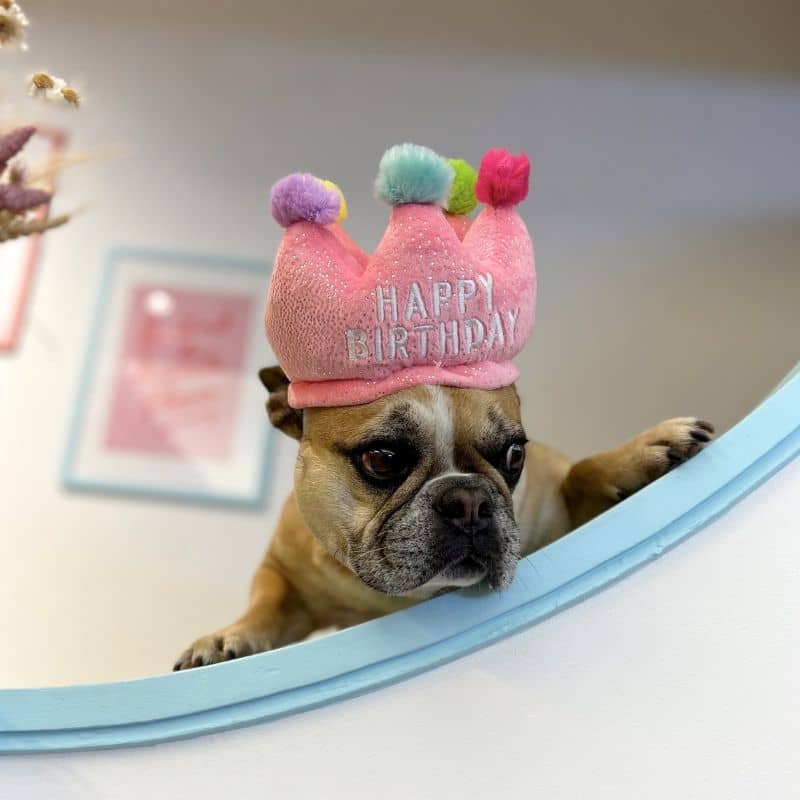 CHAPEAU D'ANNIVERSAIRE POUR CHIEN - COURONNE ROSE đđ - Image 3