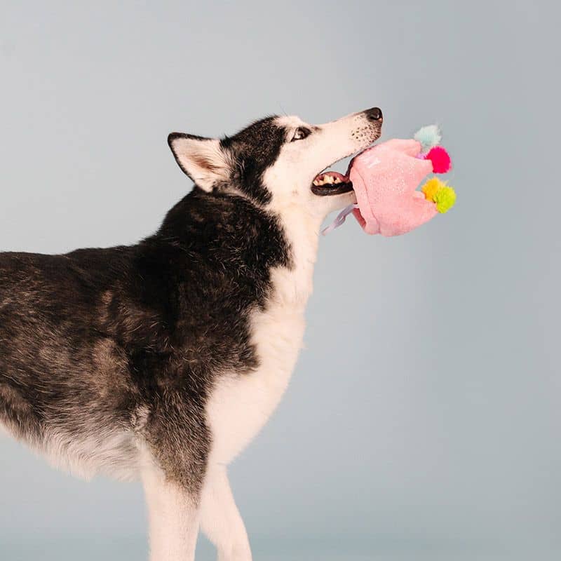 CHAPEAU D'ANNIVERSAIRE POUR CHIEN - COURONNE ROSE đđ - Image 4