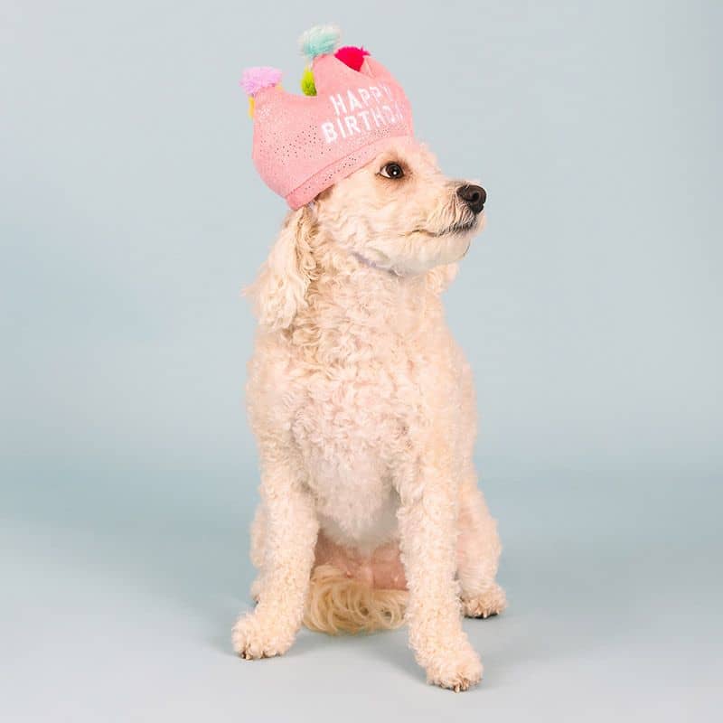 CHAPEAU D'ANNIVERSAIRE POUR CHIEN - COURONNE ROSE đđ - Image 5