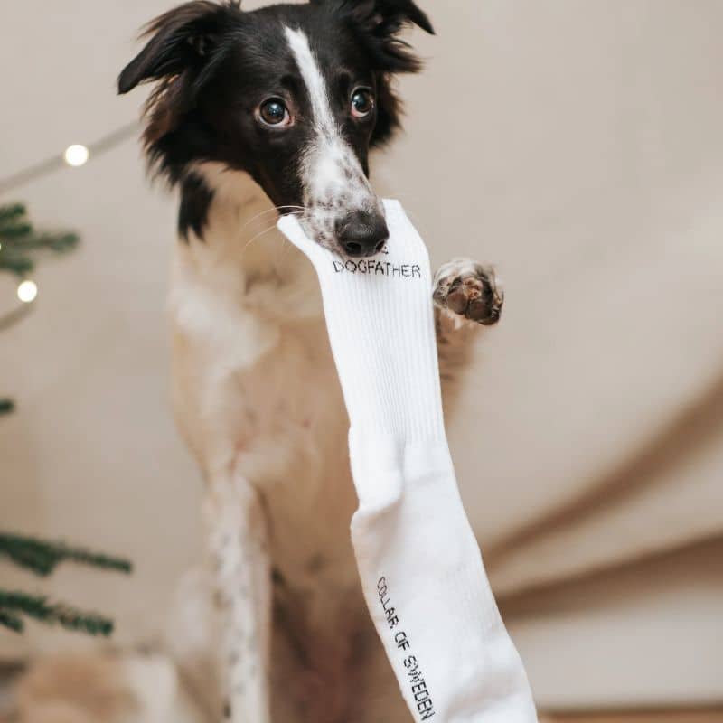CHAUSSETTES EN COTON - THE DOGFATHER - Image 2