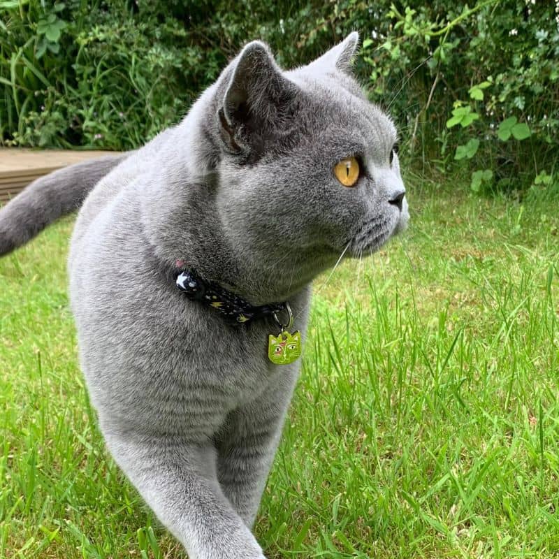 COLLIER POUR CHAT ARTY AVEC MÉDAILLE - KITTY STARDUST - Image 4
