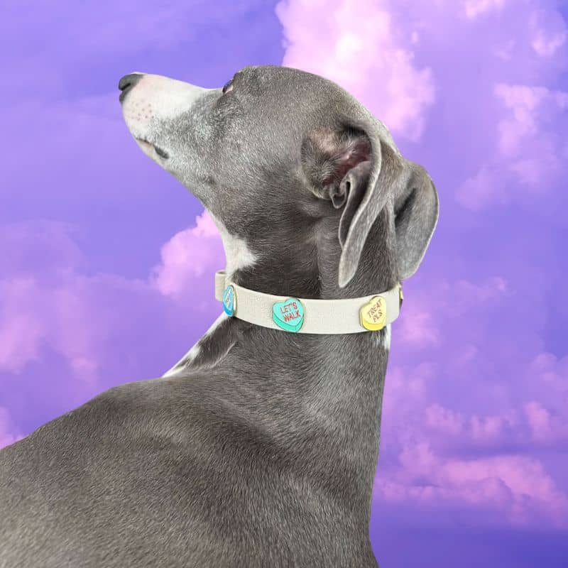 COLLIER POUR CHIEN AVEC CHARMS - đ BAD B*TCH / GOOD BOY CLUB đ - Image 2