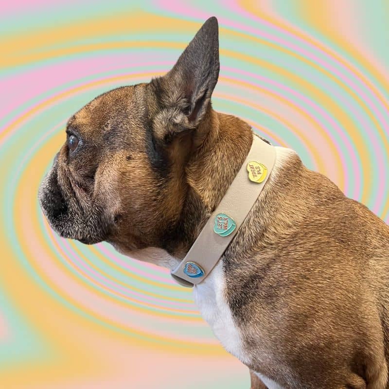 COLLIER POUR CHIEN AVEC CHARMS - đ BAD B*TCH / GOOD BOY CLUB đ - Image 4