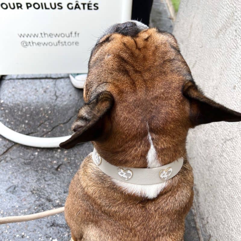 COLLIER POUR CHIEN AVEC CHARMS - COW LOVE 🤍 - Image 4