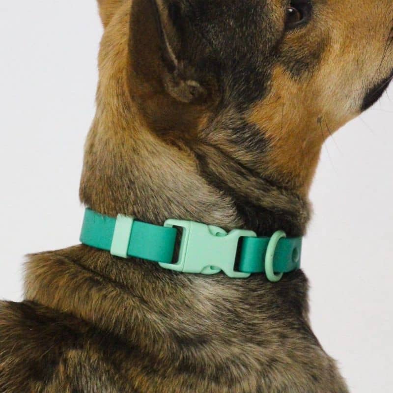 COLLIER POUR CHIEN WATERPROOF - BICOLORE VERT - Image 3