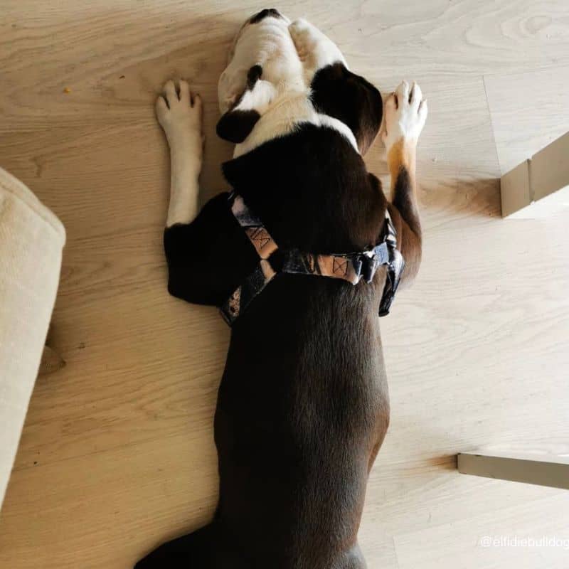 HARNAIS STEP-IN POUR CHIEN - MOTIF WILD & FREE - Image 4