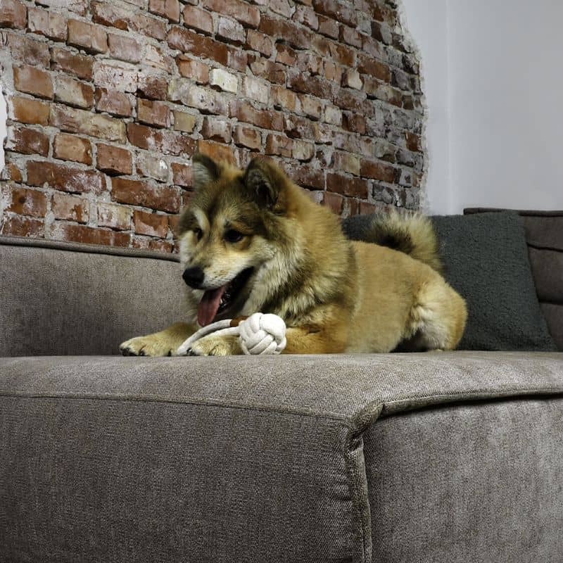 JOUET CORDE POUR CHIEN - BALLE AVEC BOUCLE - Image 3