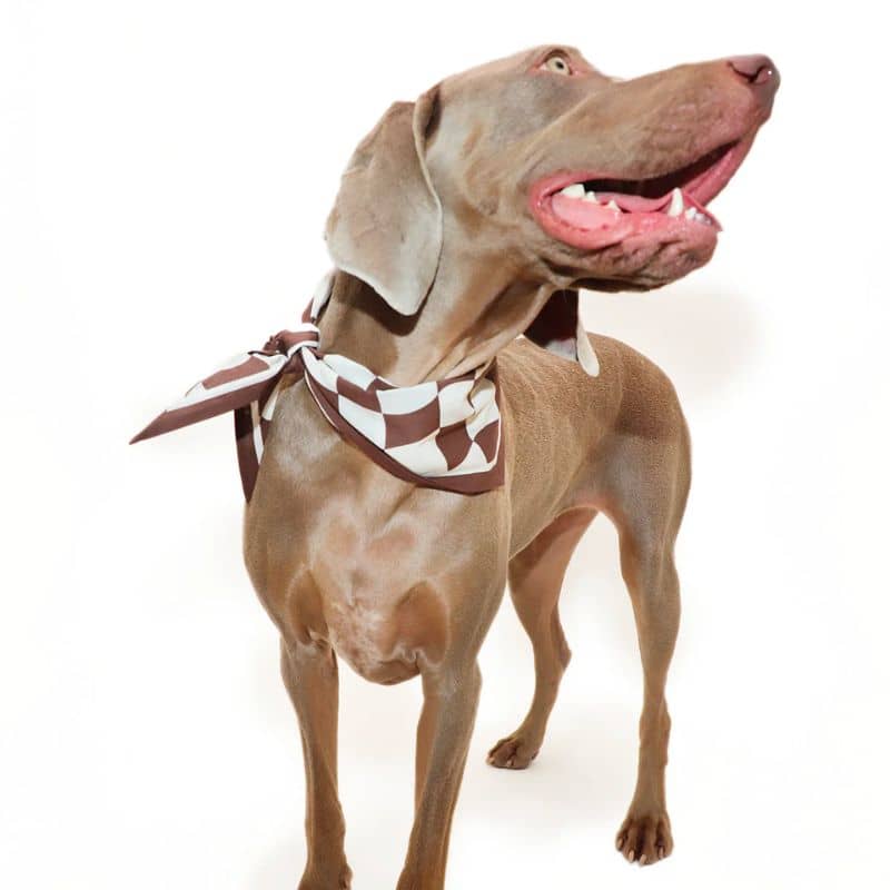 BANDANA POUR CHIEN - CHECKMATE MARRON "HERSHEY" - Image 4