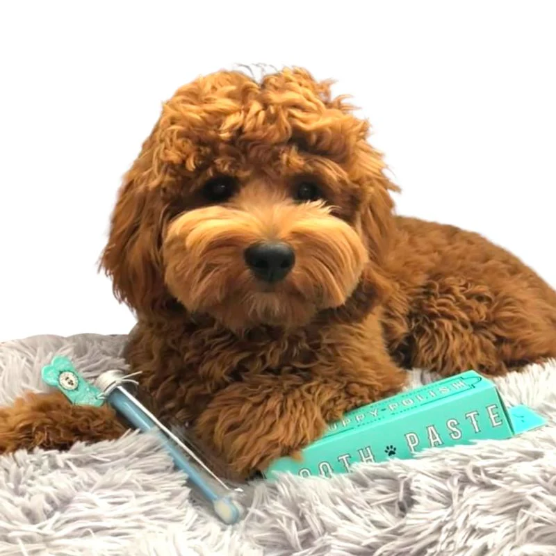 DENTIFRICE NATUREL POUR CHIEN - Image 5