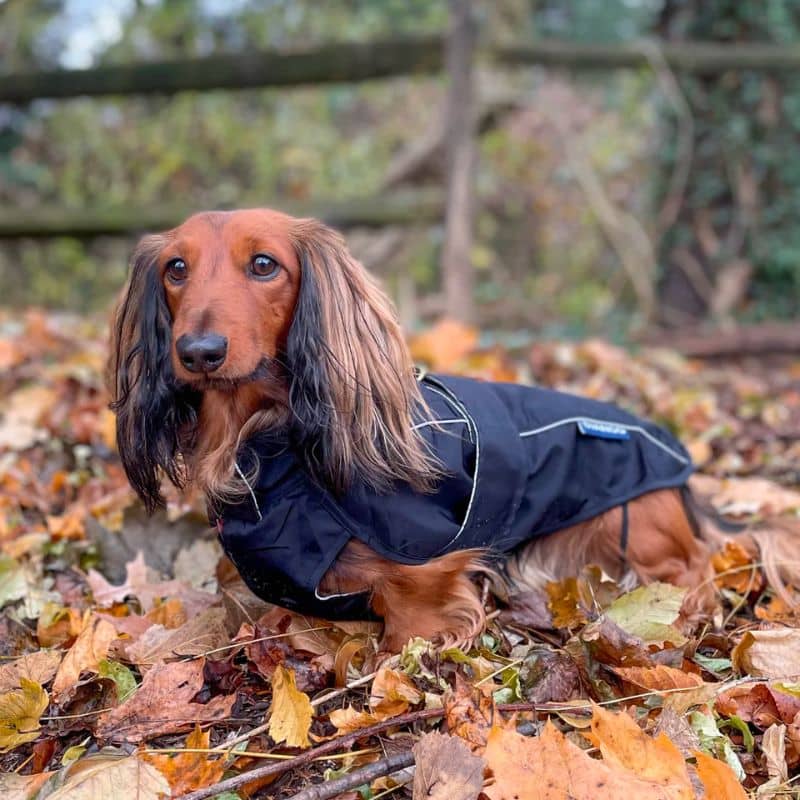 IMPERMÉABLE POUR CHIEN COUPE-VENT FACILE À ENFILER - NOIR - Image 4