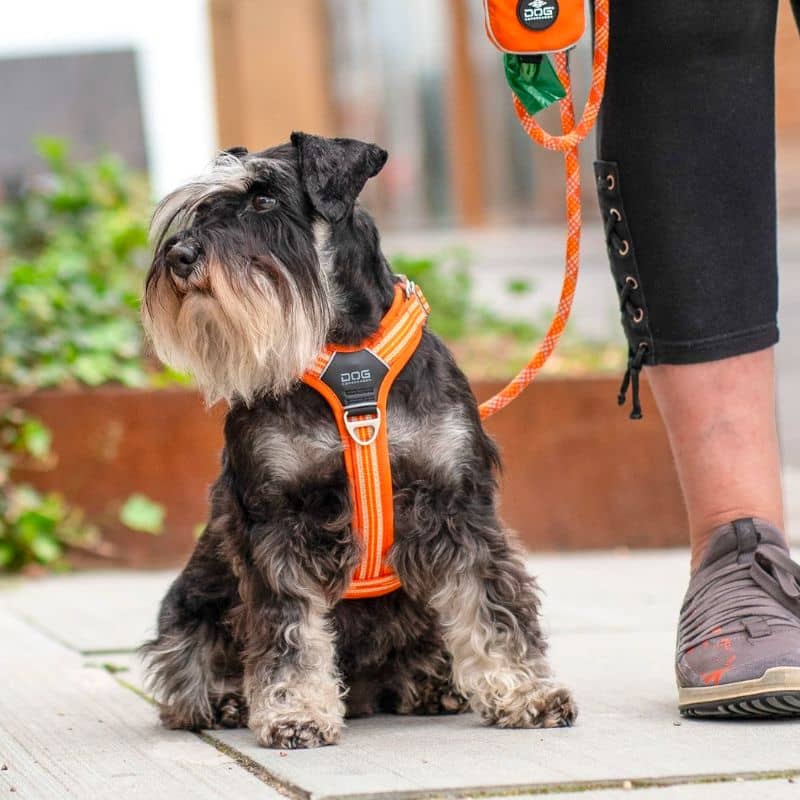 HARNAIS POUR CHIEN COMFORT WALK AIR™ - ORANGE *NOUVEAU DESIGN* - Image 2