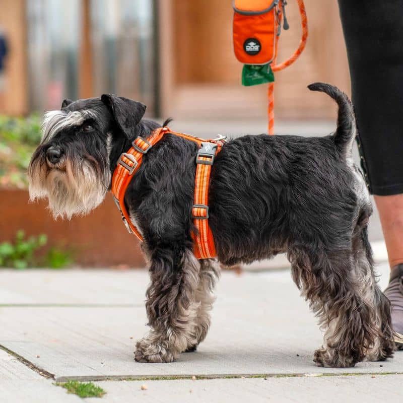 HARNAIS POUR CHIEN COMFORT WALK AIR™ - ORANGE *NOUVEAU DESIGN* - Image 7
