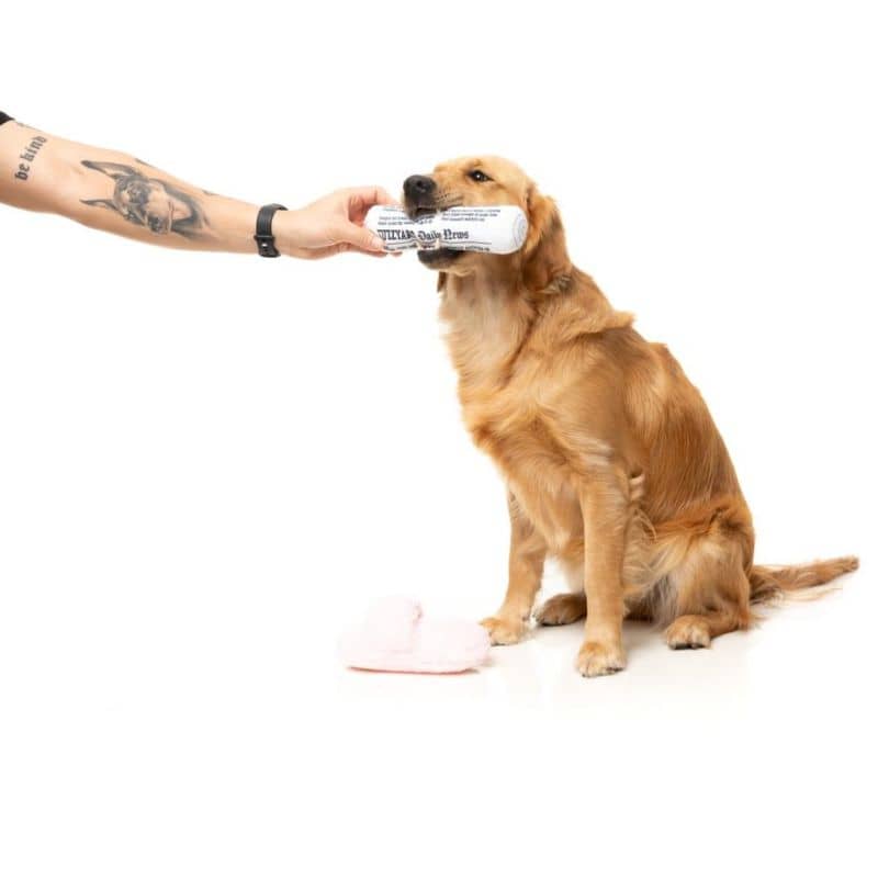 DUO DE PELUCHES POUR CHIEN - PANTOUFLE ET JOURNAL 🗞️ - Image 3
