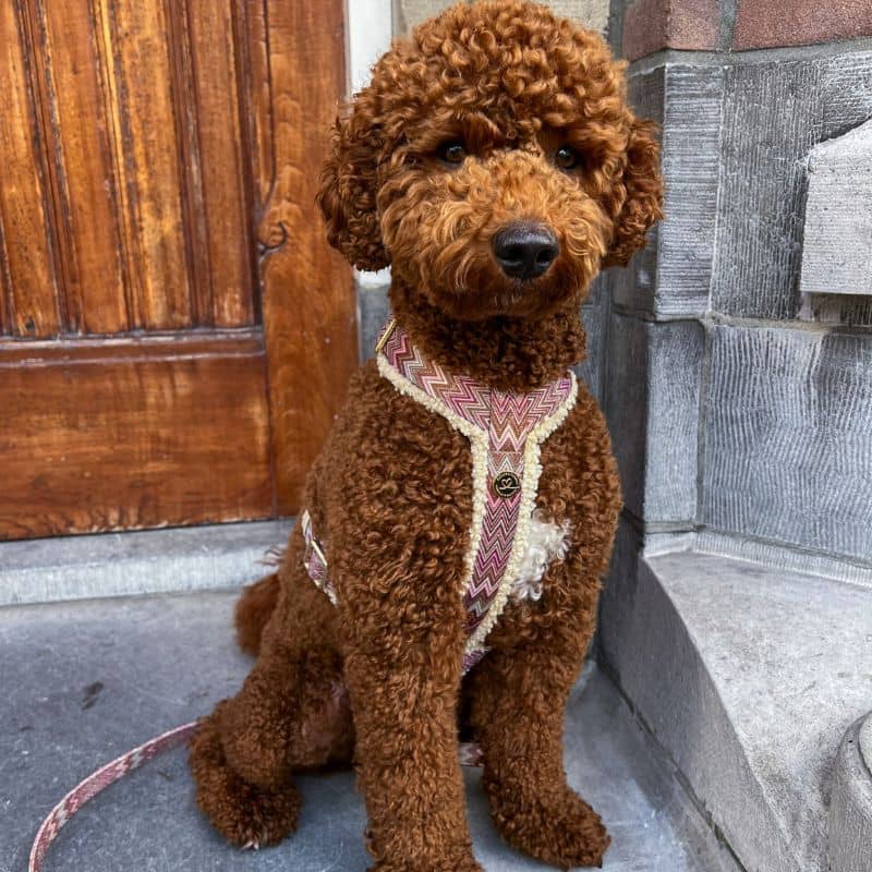 HARNAIS STRAP (EN Y) SHERPA POUR CHIEN - MOTIF ZIGZAG "ZAZZY" ET TISSU SHERPA - Image 3