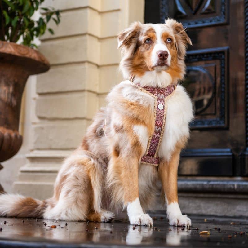 HARNAIS STRAP (EN Y) SHERPA POUR CHIEN - MOTIF ZIGZAG "ZAZZY" ET TISSU SHERPA - Image 4