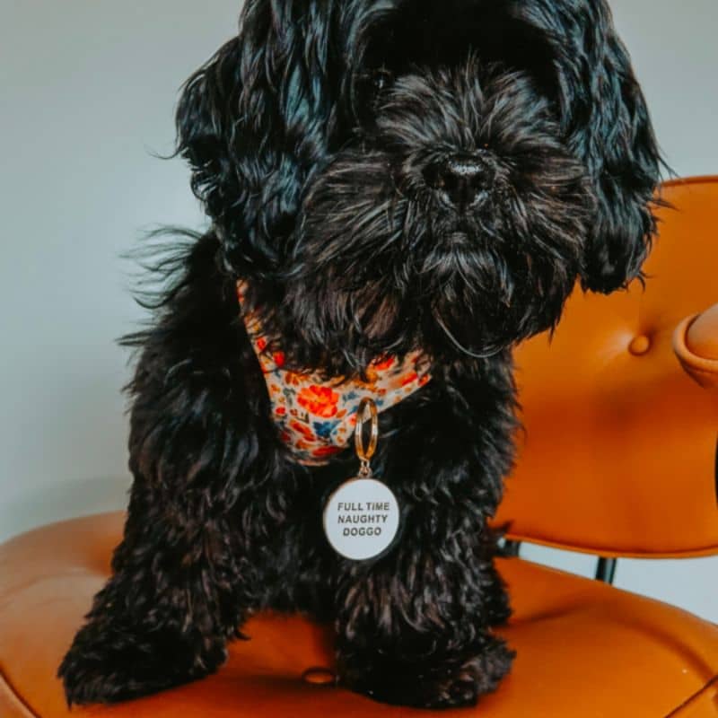 MĂDAILLE POUR CHIEN - NAUGHTY DOGGO đ - Image 3
