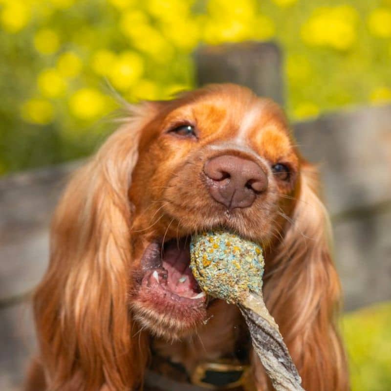 FRIANDISE POUR CHIEN EN FORME DE SUCETTE - PEAU DE MORUE ET DINDE 🍭 - Image 3