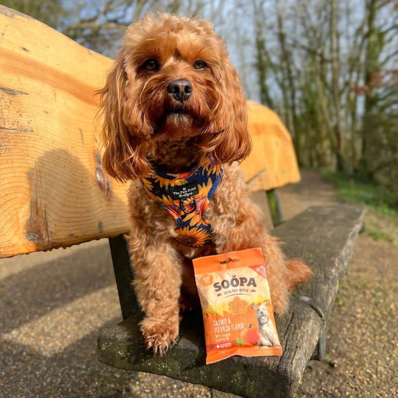 FRIANDISES D'ÉDUCATION POUR CHIEN - CAROTTE ET CITROUILLE - Image 3