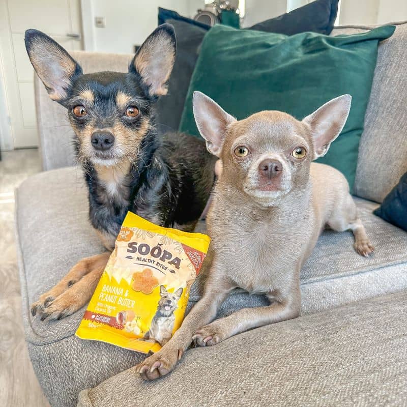 FRIANDISES D'ÉDUCATION POUR CHIEN - BANANE ET PEANUT BUTTER 🥜🍌 - Image 3