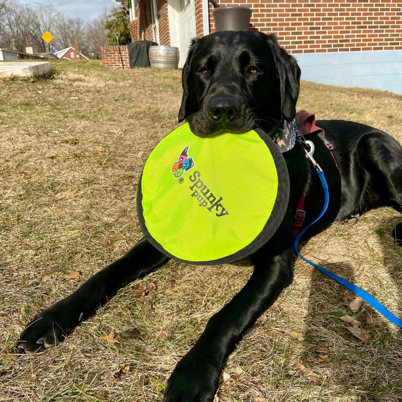 FRISBEE FLOTTANT À LANCER POUR CHIEN - Image 2
