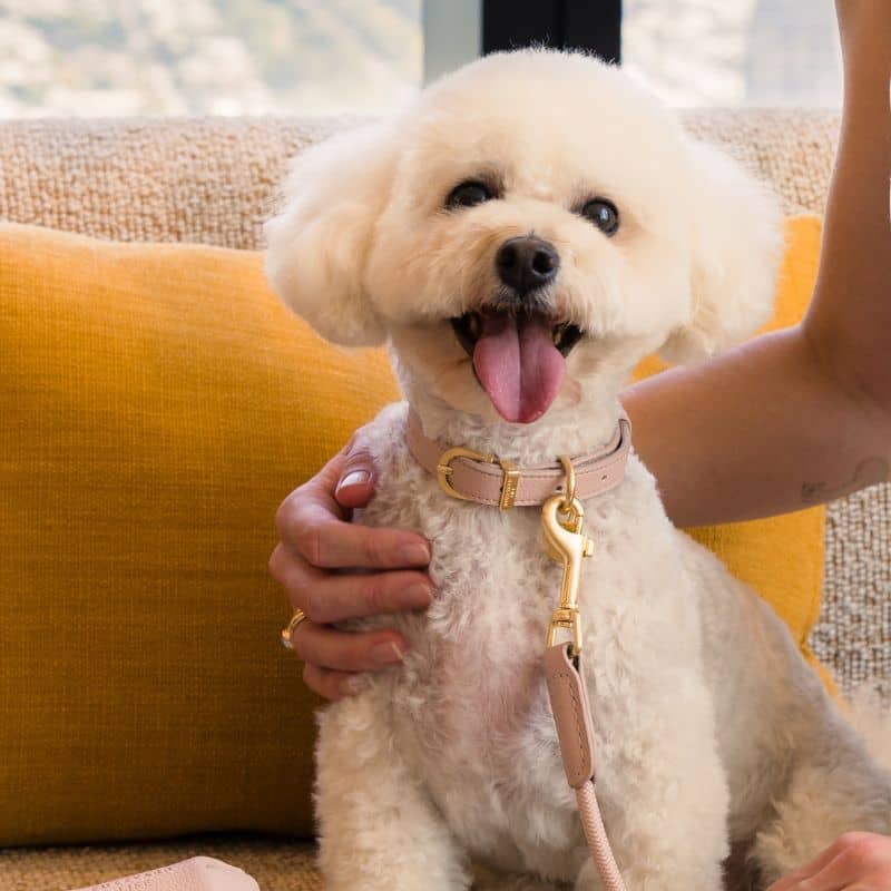 COLLIER POUR CHIEN - CUIR VEGAN (DISPO EN ROSE, VERT ET BLEU) - Image 4